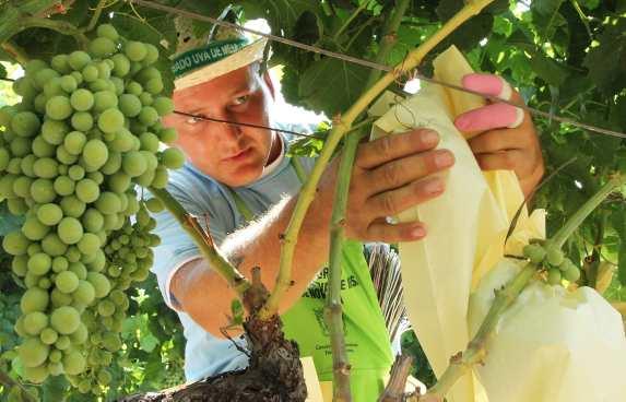 Mango/Pear/Guava/Pear growing bag machine/Universal fruit growing bag machine