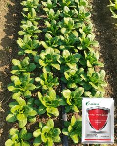 China 32000iu Bt Bacillus Thuringiensis Kills Cabbage Moth Insecticide wholesale
