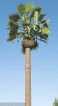 ChangTong Camouflaged GSM Antennas Mobile Cell Tower
