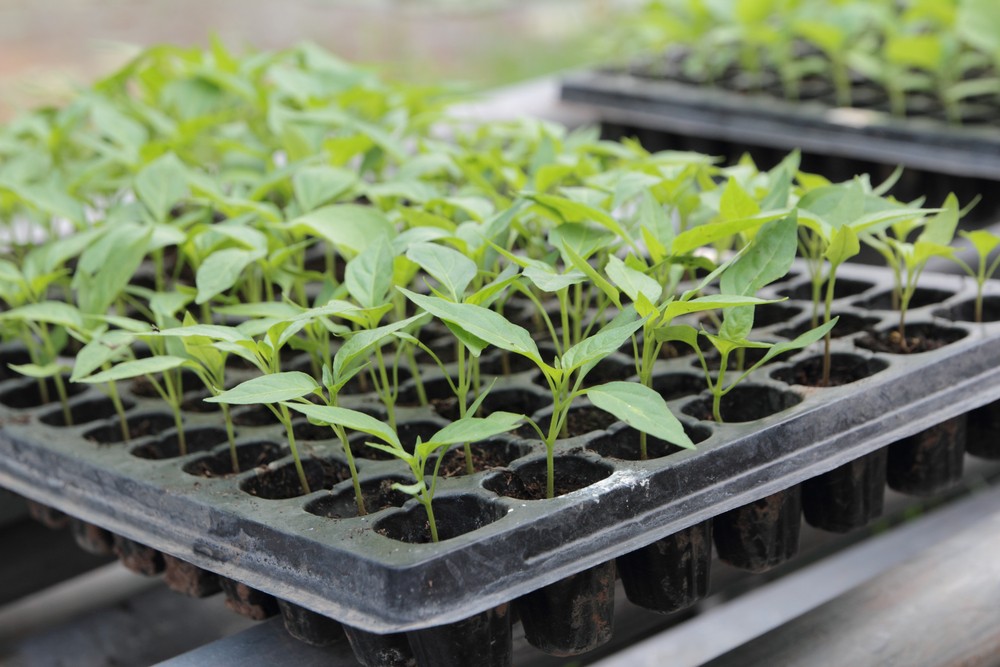 Vegetable garden Seedlings plants Growing tray seed trays 200 Cell Seed Tray with low price