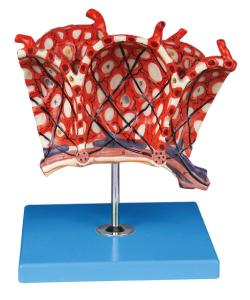 China Magnified lobule and Alveolus Human Anatomy Model education model wholesale