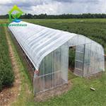 Tropical Film Plastic Poly Tunnel Agricultural Greenhouses Single-span For