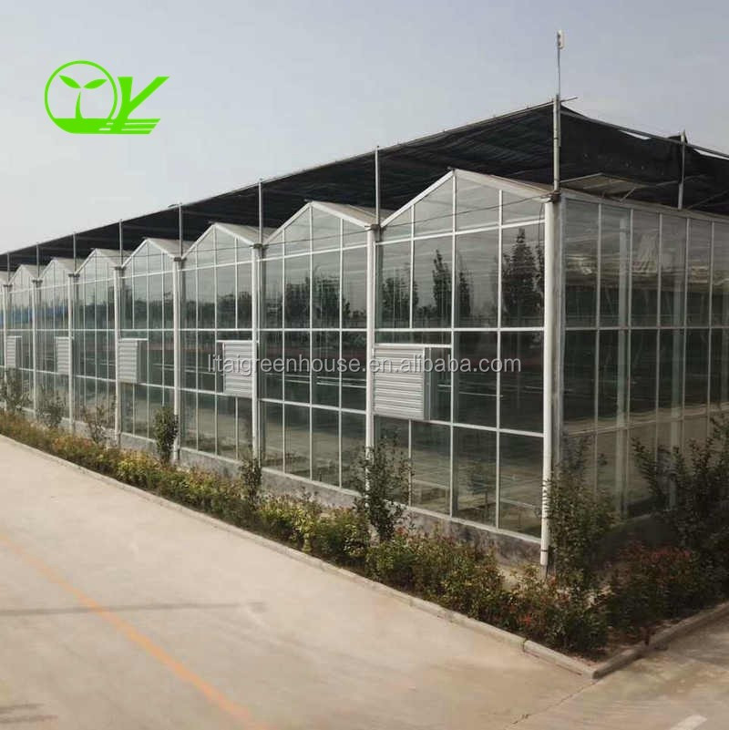 Agricultural Greenhouse Ltd. Presents Large Vertical Hydroponic System for Lettuce