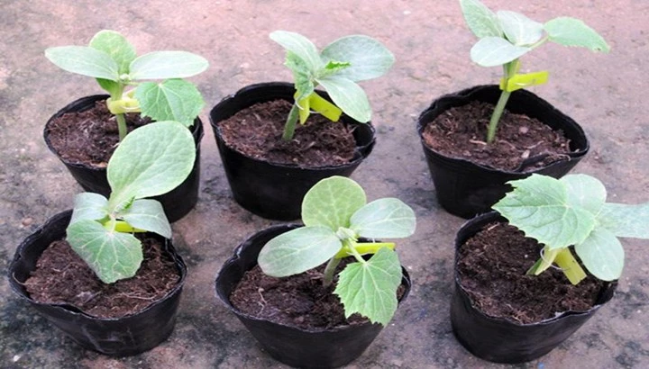 Durable whole sales black plastic seedling pot small square shape nursery pot