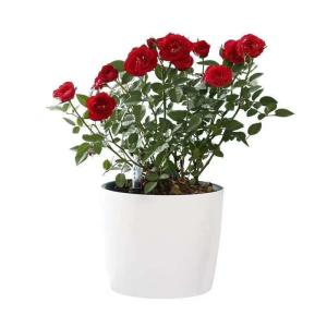 China Durable Plastic Round Height 15.5cm Self Watering Houseplant Pots wholesale