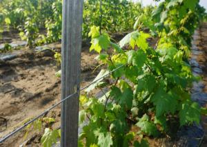 China Vine Plants Vineyard Grape Stake Vineyard Line Posts Hot Dipped Galvanized wholesale