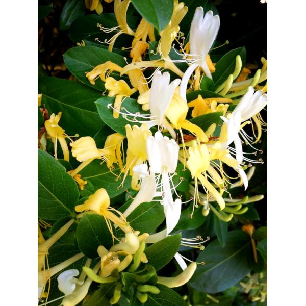 OEM ODM Jin Yin Hua Herb Honeysuckle Chinese Medicine Reduce Internal Heat