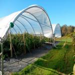 Cherry/Grape/blueberry planting shed plastic greenhouse planting high tunnel