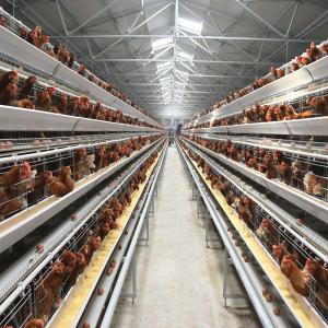China Q235A Galvanized Steel Layer Chicken Cage wholesale