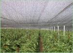 Hdpe Raschel Knitted Sun Shade Netting For Greenhouse , Horticulture
