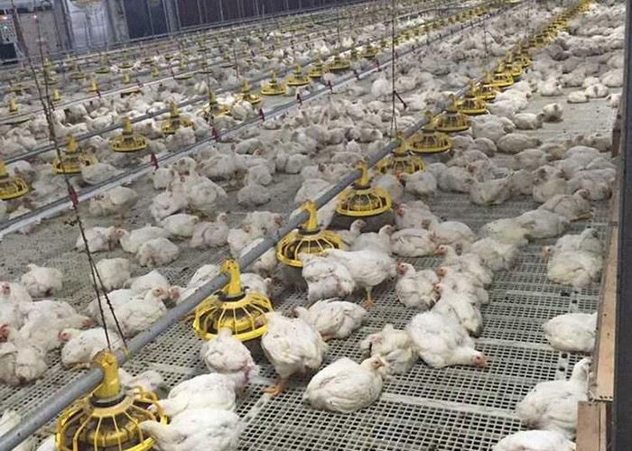 OEM ODM Chicken Farm Equipment Poultry Farming Drinker And Feeder
