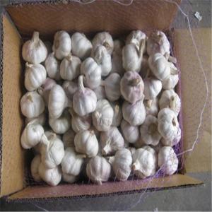 China NORMAL WHITE GARLIC WITH 10KG CARTON wholesale