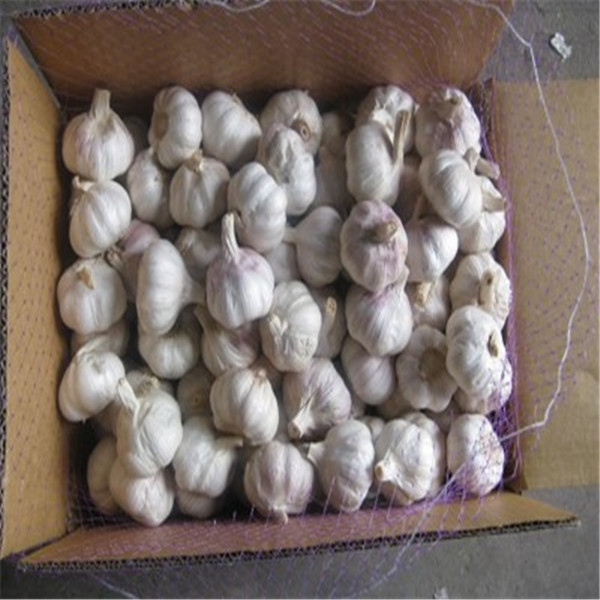 NORMAL WHITE GARLIC WITH 10KG CARTON