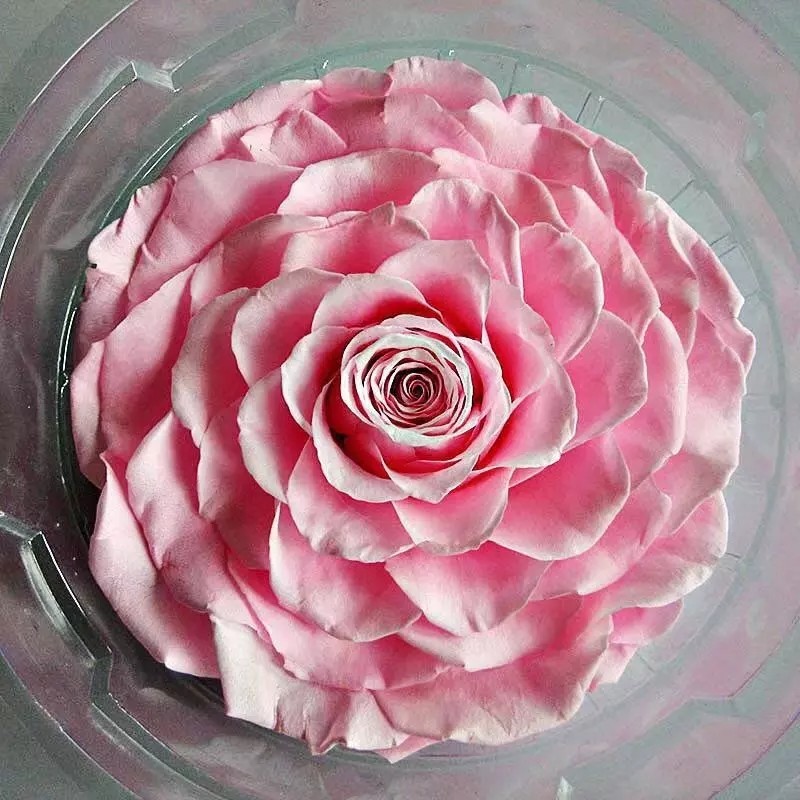 9-10cm Dried Preserved Flower Roses Forever Gift for Birthday Valentines Christmas Day 1pcs/box
