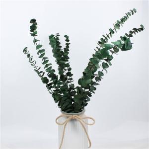 China Lovely Preserve Eucalyptus Leaves , Eucalyptus Dried Flowers With Long Life wholesale