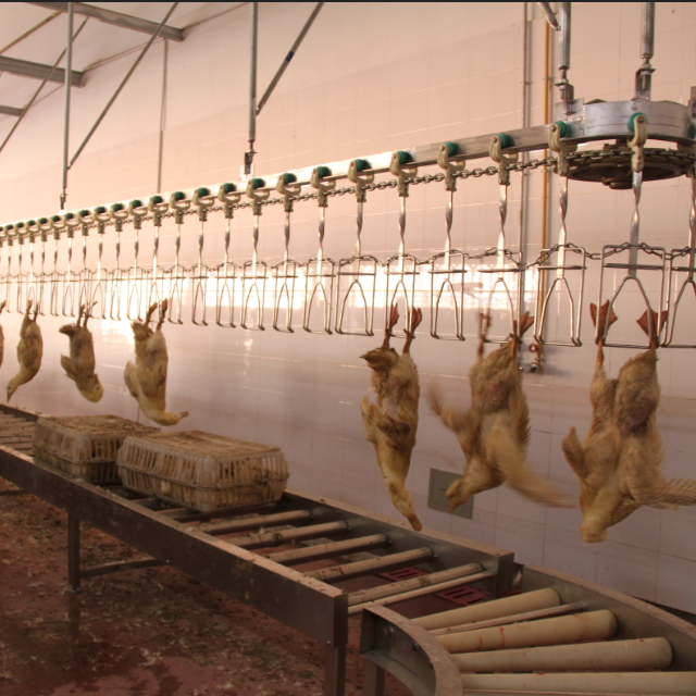 CE Duck Slaughter Machine 300bph - 12000bph Poultry Butchering Equipment