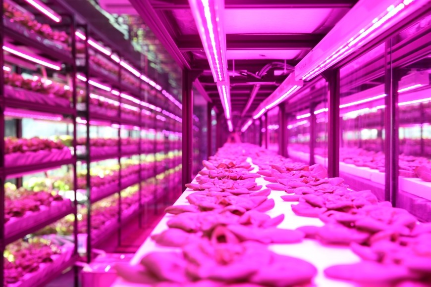 200W 2.8 Umol/J Vegetable LED Grow Lights