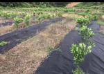 Good Transparency Agriculture Non Woven Fabric Non - Poisonous Frostproof Fabric