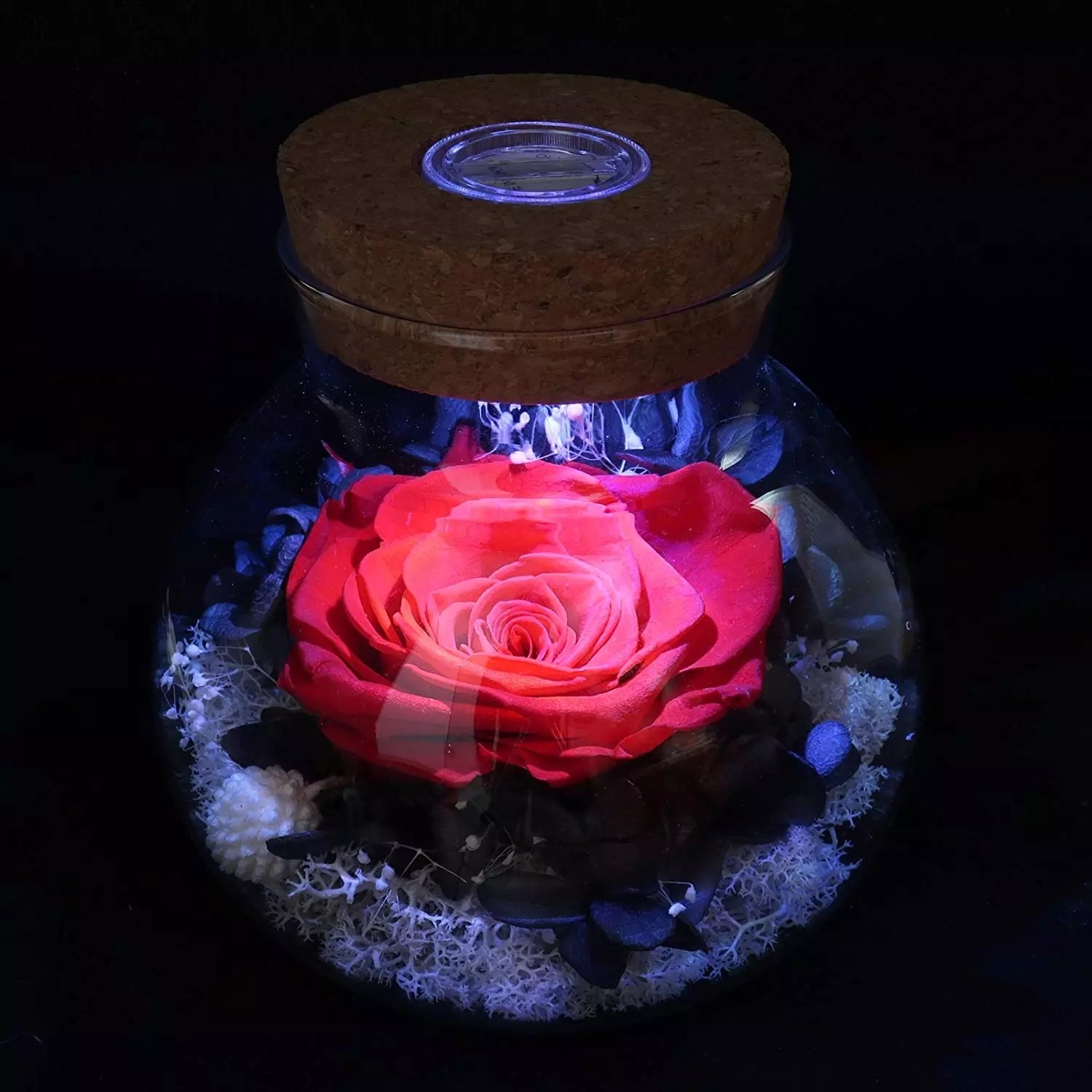 Preserved Fresh Flower Live Enchanted Rose in Glass Dome Cover with Gift Box Forever Real Rose Everlasting Flower