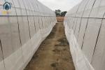 Agricultural Tunnel Greenhouse Single Span PE Film Greenhouse For Flowers Plant