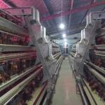 Poultry Farm House Features Hot Galvanized Battery Cages Specifically Designed