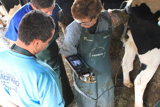 Good Image Portable Veterinary Ultrasound Scanner For Horse Cow Dog Cat Bird