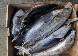 China Seafrozen Katsuwonus Pelamis Whole Round Fresh Skipjack Tuna wholesale