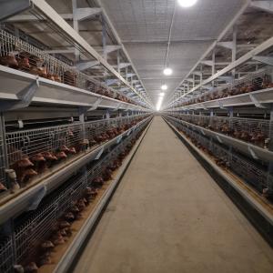China H Type Farms Layer Chicken Cage 128 / 160 9 Tiers Hot Dipped wholesale