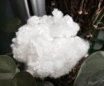 Abrasion Resistant Hollow Conjugated Siliconized Polyester Fiber 7d X 64mm