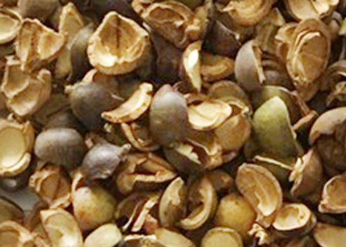Camellia Seeds Color Sorter Manufacturer With Intelligent Control