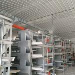 Large Span Broiler Chicken Cage System 230M*56M for Country Of Origin
