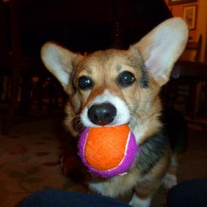 China Dog Playing Tennis Ball wholesale