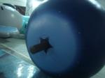 Reuseable 5ft Blueberry Fruit Shaped Balloons For Advertising , Inflatable