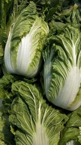 China Green Color Organic Chinese Cabbage For Frying / Raw Food / Salted wholesale