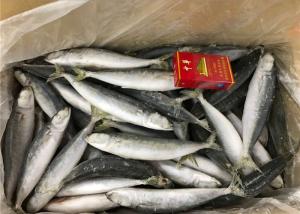 China Pacific Mackerel High Protein 70g Frozen Round Scad wholesale