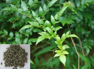 China Vine Tea Extract, Dihydromyricetin 98%, Ampelopsin, CAS No.: 27200-12-0, Qualified Chinese supplier wholesale