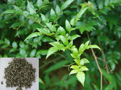 Vine Tea Extract, Dihydromyricetin 98%, Ampelopsin, CAS No.: 27200-12-0,