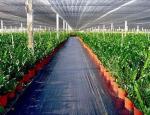 Breathable Recycled Non Woven Fabric , Non Woven Polypropylene Geotextile Fabric