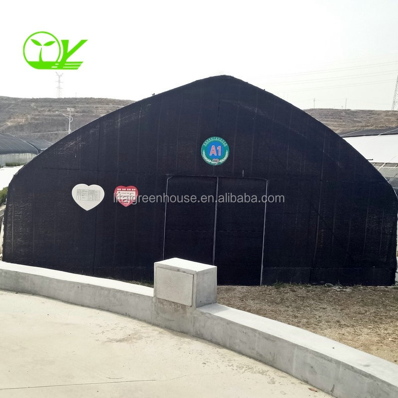 Agricultural Greenhouse Ltd. Presents Large Vertical Hydroponic System for Lettuce