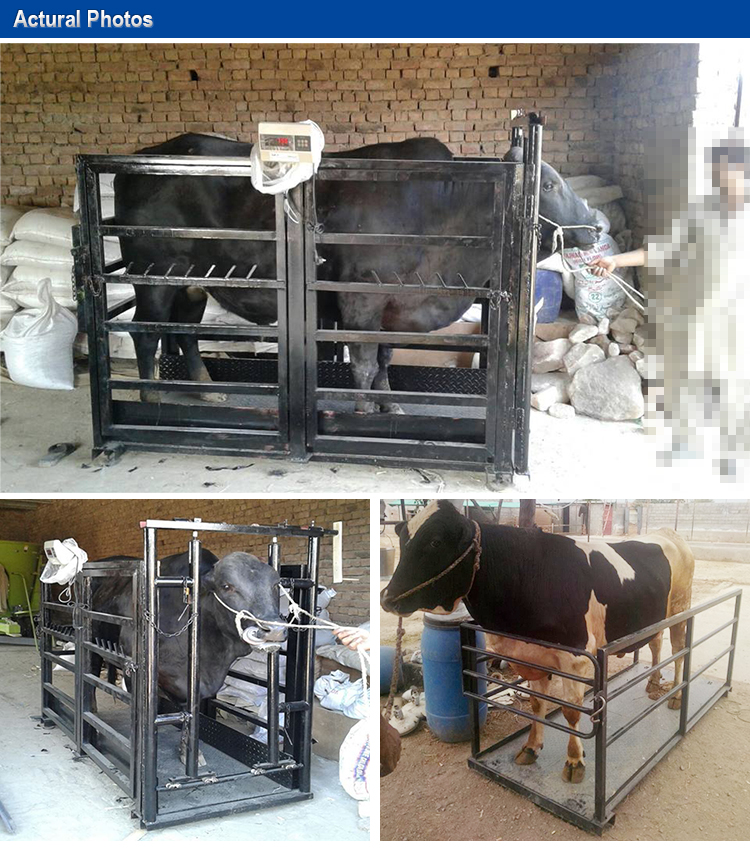 1.2*1.5m 500kg 1000kg 1500kg Balance Livestock Scale Cattle Weighing Scale High Quality Good Price Low Cost Animal Weight Scale