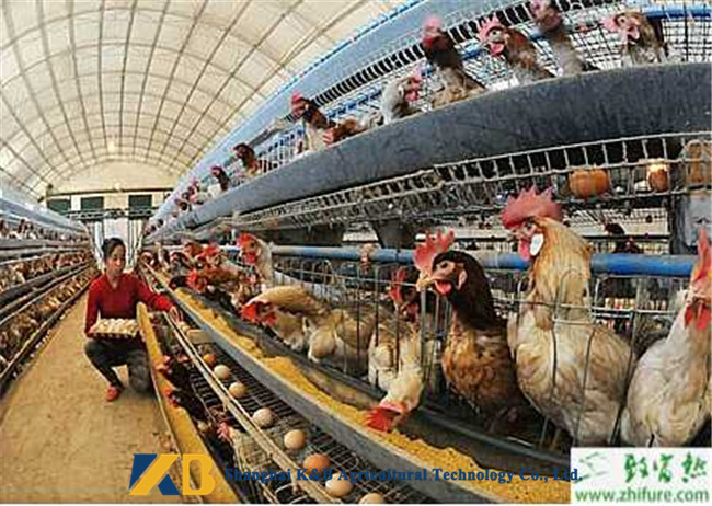 SGS Certificate Bulk Chicken Feed Cattle Feed Concentrate TVBN 120mg/G Max
