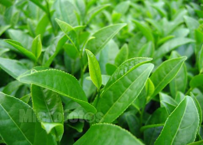Plant Nutrition Amino Acid Chelated Minerals , Iron Amino Acid Chelate