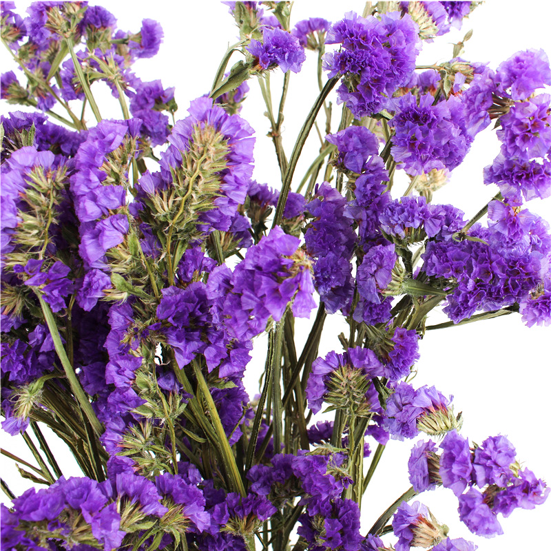 Forget Me Not Limonium Statice Flower , Everlasting Preserved Fresh Flower