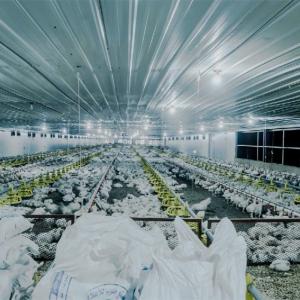 China ISO Chicken Farm Equipment 271rpm 325rpm Water Nipple Drinker Chicken Feeder wholesale