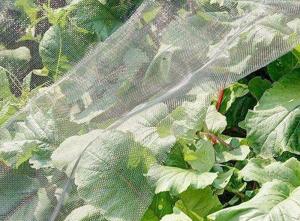 China Insect-Proof Net, Crops Protection Net Against Insects And Pests wholesale