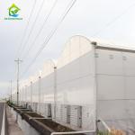 Multi-span Film Blackout Greenhouse for Year-Round Vegetable Cultivation