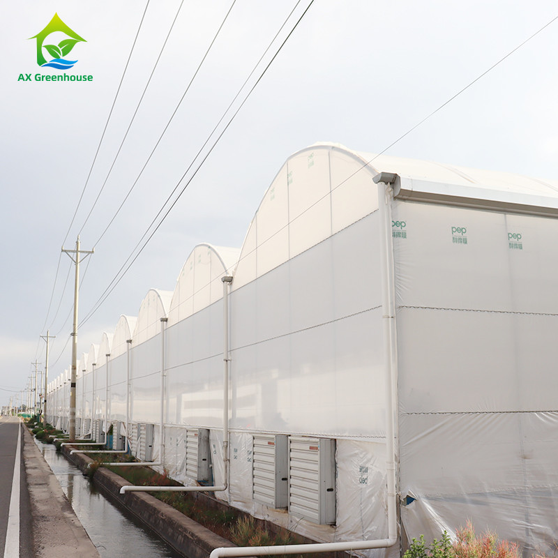 Commercial Plastic Poly Tunnel Multi-span Galvanized Frame Berry Greenhouse