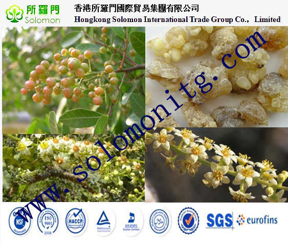 herbal medicine Bosboswellia serrata extract-wellic acid 65% -Boswellia carterii