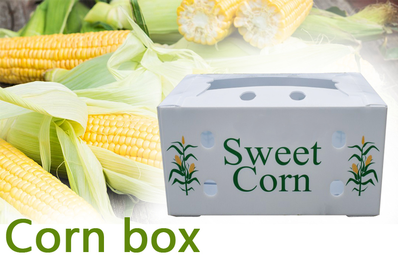 Wholesale Reusable Stackable Pp Corrugated Plastic Packaging Fruit And Vegetable Box
