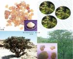 herbal medicine Bosboswellia serrata extract-wellic acid 65% -Boswellia carterii
